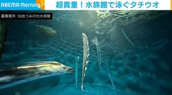 タチウオが泳ぐ“貴重映像” 優雅に背びれを動かす幻想的な姿も、水族館「素晴らしさをお伝えしきれないのが悔しい」
