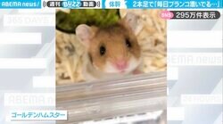 「ぽかんとしたお顔とのギャップたまらん！」 ハムスターが“立ちこぎブランコ”する様子に「体幹すごそうww」「バランス感覚抜群」と大反響