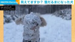 前…見えてますか? 遊びに夢中で“雪だるま”になった犬に「こりゃ大変だー!」「めっちゃ楽しそう」と反響続々