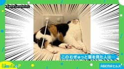 部屋の角で寝ている猫 思わぬ“体勢”に「首痛くならない？」「顔の形が変わってます」ツッコミ殺到