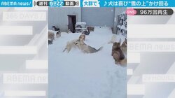 「犬は喜び庭駆け回り」大勢の犬たちが雪の上ではしゃぐ可愛らしい光景に「ホットドッグな連中」約100万回再生
