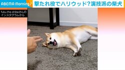 “演技派”な柴犬に反響 飼い主の「バーン」を避けつつも“撃たれたフリ”