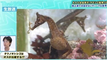 オスが出産する？タツノオトシゴの不思議な生態 | バラエティ