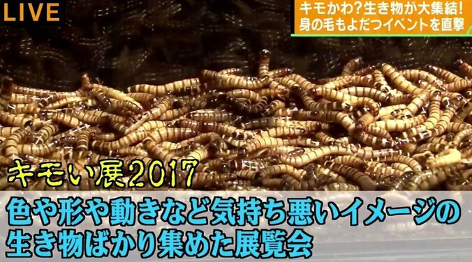 “霊長類最強キモい男子”アンガ・田中も「ヤバい」　キモい生き物が大集結『キモい展』 1枚目