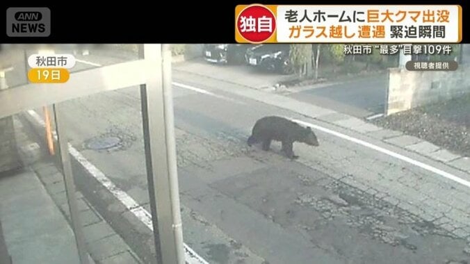 住宅街の道路を駆け抜けるクマ
