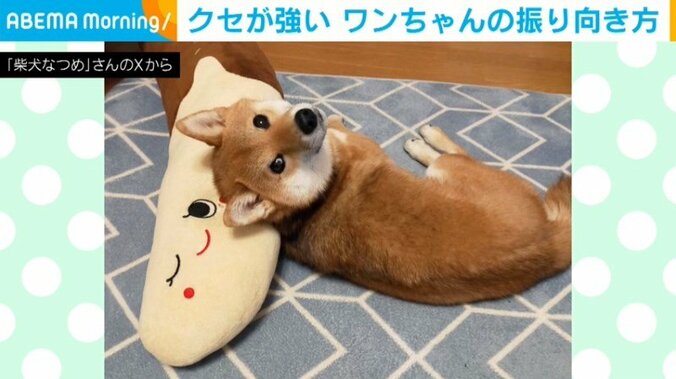 柴犬のなつめくん（3歳）