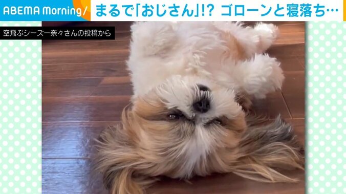 おじさんのように眠る犬 テレビの前で“寝落ち”する姿に「癒しすぎます」「寝方がすごいw」と反響続々 1枚目