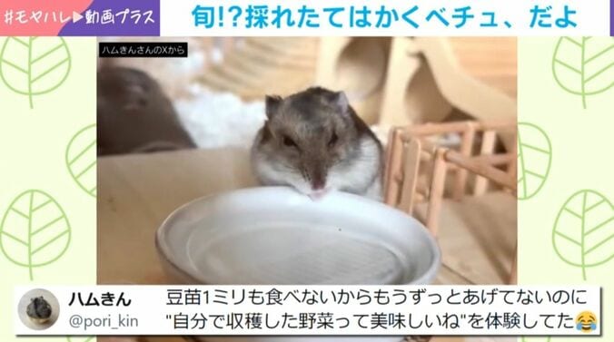 ハムスターが“豆苗狩り”!?