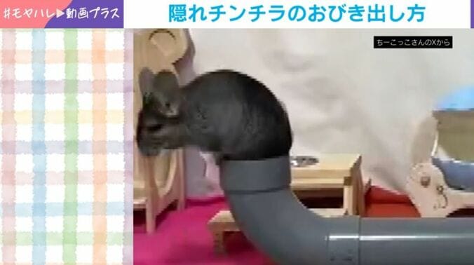 チンチラのちーちゃん