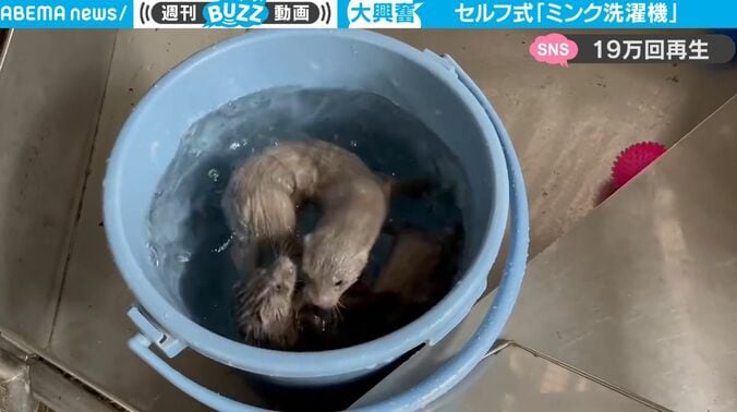 大興奮！ 動物の「セルフ式洗濯機」 バケツで激しく水遊びをするミンクが可愛すぎると話題に 1枚目