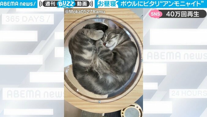 一体、どうなってるの？ 昼寝してる猫がキャットタワーの透明ボウルにスッポリとハマる  「尊すぎる…」「あざと可愛い」 1枚目