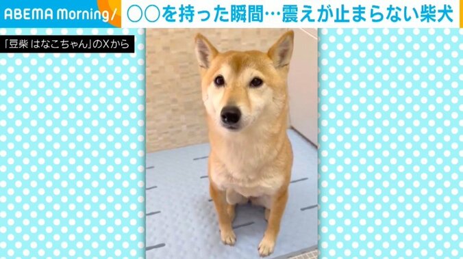 柴犬のはなこちゃん（4歳）