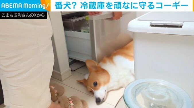 コーギーのこまちちゃん