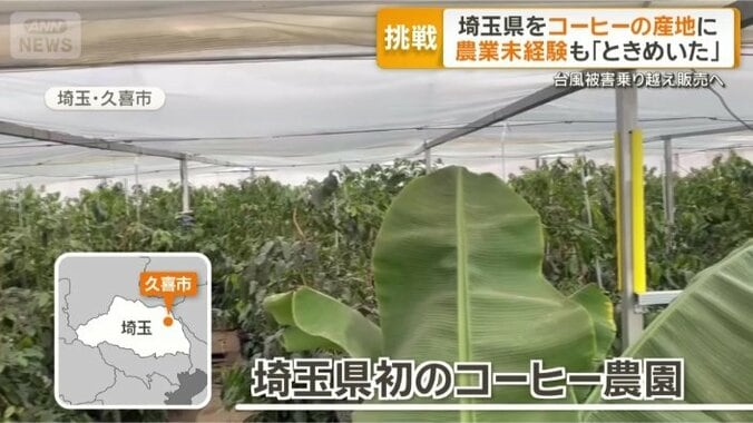 300本のコーヒーの木を栽培