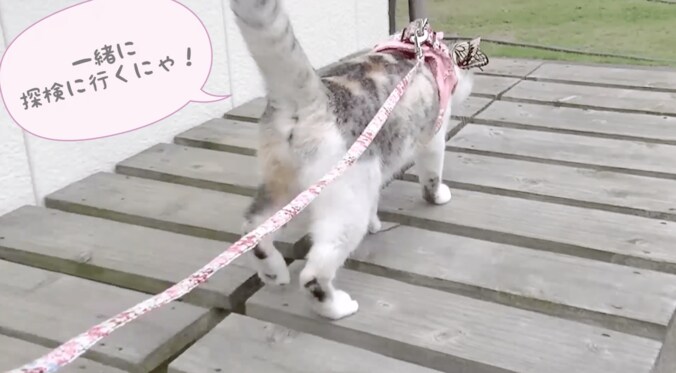 「蝶々さんこんにちは」　背中に蝶々をのせて散歩する猫 4枚目