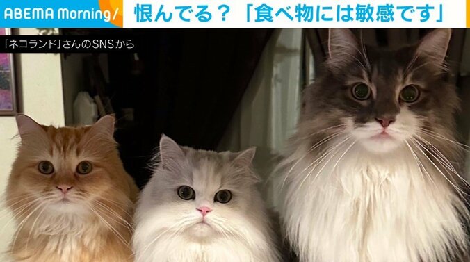 美味しい物を食べて来たな…3匹の猫が飼い主に向けた“恨み顔”に「丁度影になってるのがw」「表情にあらわれていますね」と反響続々 1枚目