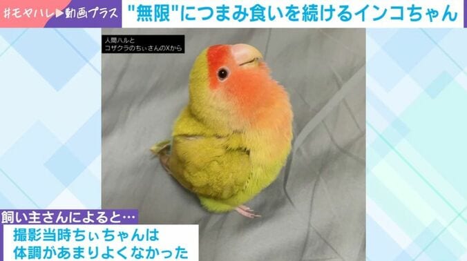 コザクラインコのちぃちゃん