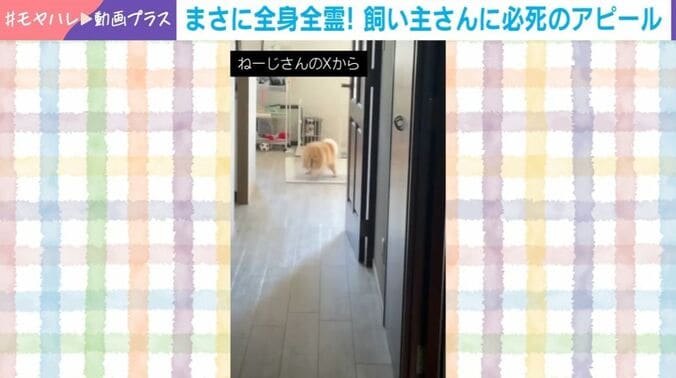 ポメラニアンのぷんちゃん（2歳）