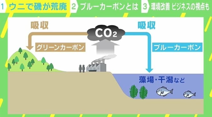 磯焼けを起こす“駆除ウニ”を立派な食用に ウニノミクスが目指す環境改善×ビジネス これからは「ゴミ＝資源」の視点が必要に？ 6枚目