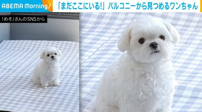 意志が強い犬「部屋には戻らないぞ！」と“強いまなざし”で飼い主を見つめる姿が話題 1枚目