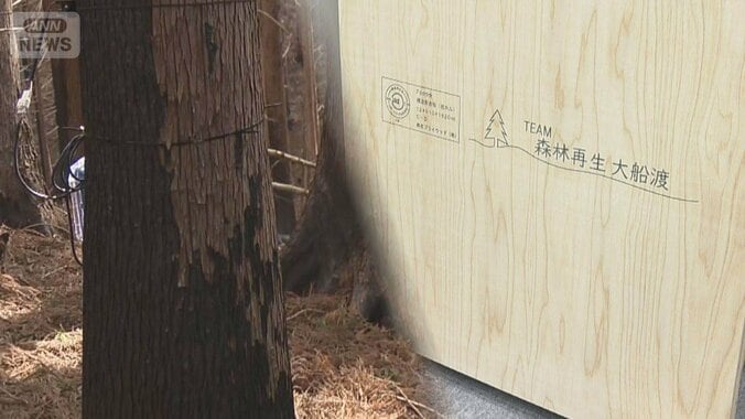 岩手・大船渡の山火事から1年　黒焦げの“被害木”課題に 1枚目