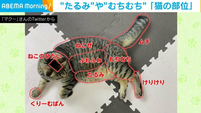 注文殺到！？ 猫の部位を“可愛らしく”解説された姿に反響続々 「クリームパン下さい！」「幸せのかたまり」 1枚目