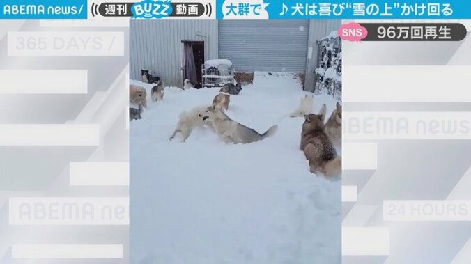 「犬は喜び庭駆け回り」大勢の犬たちが雪の上ではしゃぐ可愛らしい光景に「ホットドッグな連中」約100万回再生 1枚目
