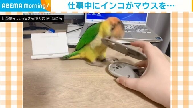 同僚「リモート中は優雅に鳥を肩に乗せて仕事できますね」→理想と現実との“ギャップ”に「さすがに想像できない」「破壊してるww」と爆笑の声 1枚目