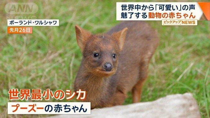 プーズーの赤ちゃん