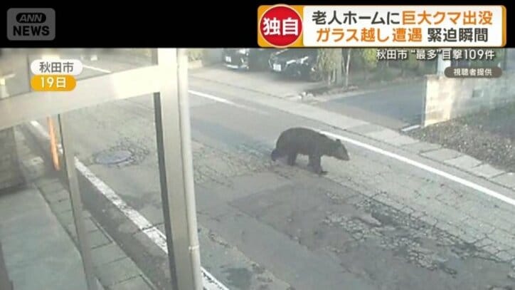 住宅街の道路を駆け抜けるクマ