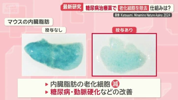 マウス実験の結果