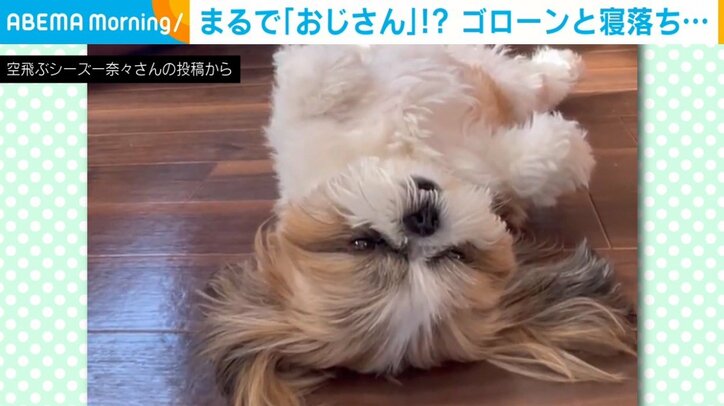 おじさんのように眠る犬 テレビの前で“寝落ち”する姿に「癒しすぎます」「寝方がすごいw」と反響続々