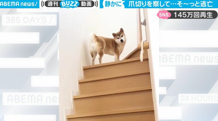 まるで忍者！ 飼い主が爪切りの準備→そろりそろり… 静かに逃亡する柴犬が可愛すぎる 「めちゃくちゃ賢いイッヌ」「バレてるよ〜」