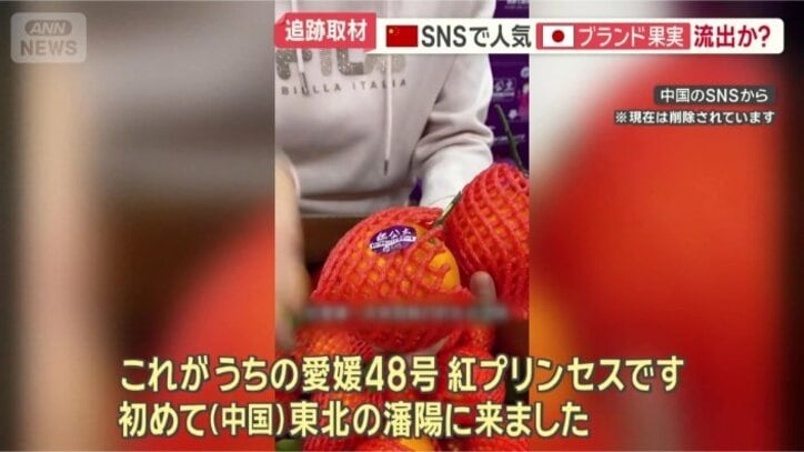 「紅プリンセス」を紹介する動画