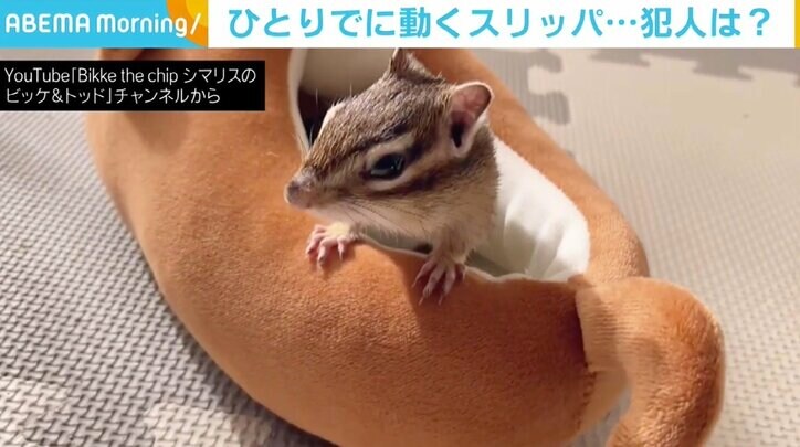 ホラー!? ひとりでに動く犬のスリッパ 正体は“かわいい犯人”による習性