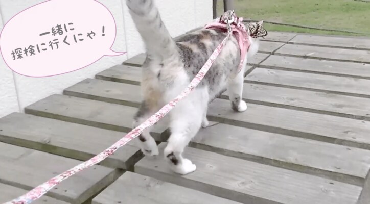 「蝶々さんこんにちは」　背中に蝶々をのせて散歩する猫