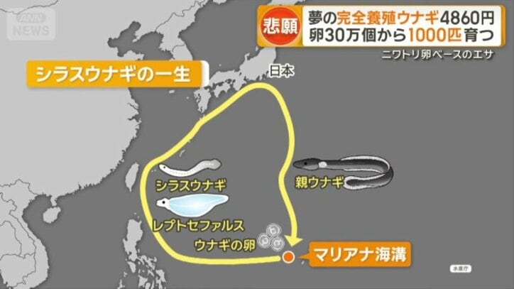 シラスウナギの一生