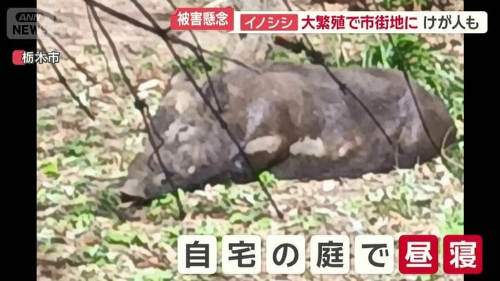 自宅の庭で昼寝