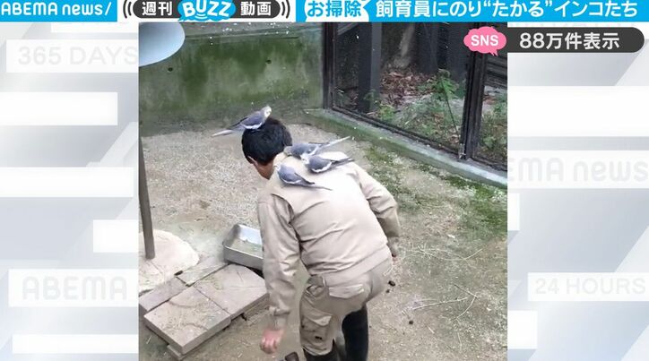 鳥に愛されすぎる飼育員、頭や背中にどんどん乗ってくるも気にせず清掃を続ける様子に反響「信頼性がうかがえる素敵な動画」