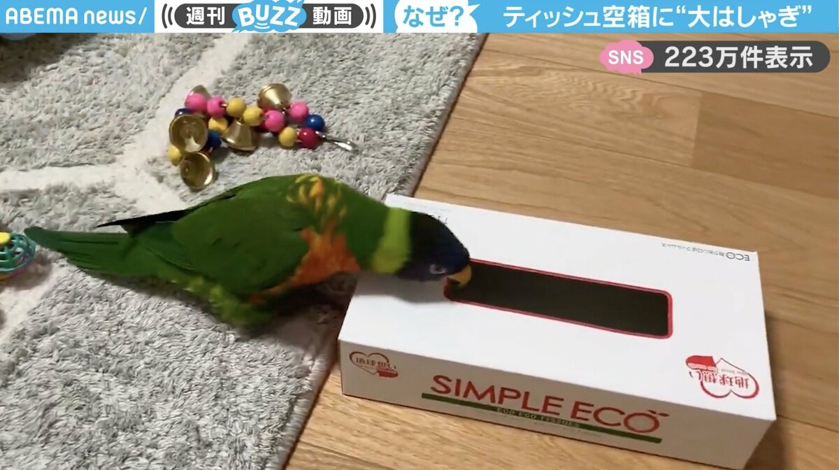 テンション高すぎw」ティッシュの空箱の周りで“大はしゃぎ”するインコ