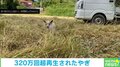 飼い主を見失いパニックの子ヤギ 見つけた瞬間に“駆け寄る姿”が「か、可愛すぎる」「萌えます」と反響