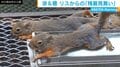 おなかを水に浸け“のび～る”リス 動物園が公開した動画に反響