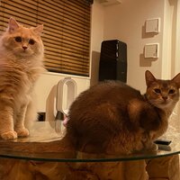 しょうくん『NO NAME』