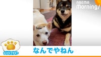 「なんでやねん！」ツッコミ上手＆ツッコまれ上手な“豆柴コンビ”に反響 「尻尾フリフリ」