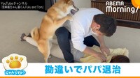 マッサージを“いじめ”と勘違いして止めに入る柴犬に反響