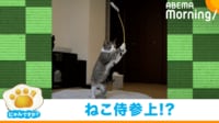 【映像】伝説の猫侍見参!“凛々しい姿”で猫じゃらしを構える猫(拡大カット)