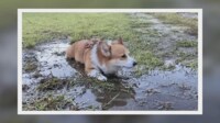 「ああっ…昨日シャンプーしたばかり」無邪気な愛犬