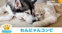 【映像】どこにいてもくっつく“わんにゃん”コンビ