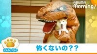 恐竜に抱っこされて“ホクホク笑顔”を見せる柴犬