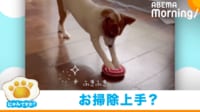 【映像】真剣な表情でリズミカルに“床磨き”をする犬